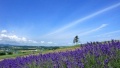 免费看男女日逼吧日本一地6日游  境外旅游 6880元/人